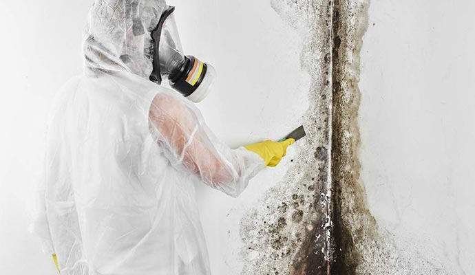 professional-mold-remediation