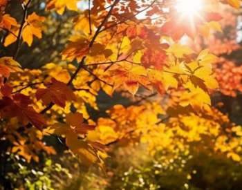 Maple Ski Ridge Annual Fall Festival